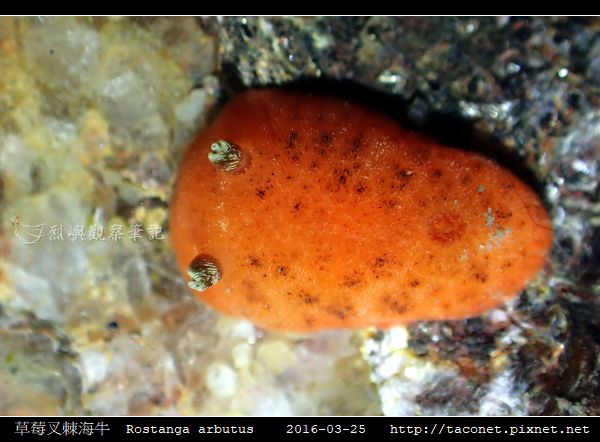 草莓叉棘海牛 Rostanga arbutus_01.jpg