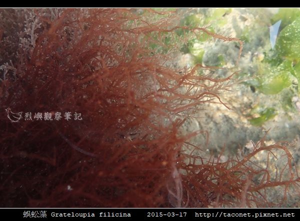 蜈蚣藻 Grateloupia filicina_07.jpg