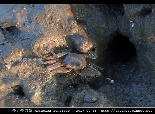 長足長方蟹 Metaplax longipes_5.jpg