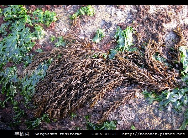 羊栖菜 Sargassum fusiforme_5.jpg