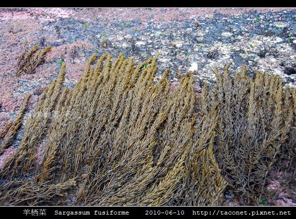 羊栖菜 Sargassum fusiforme_8.jpg