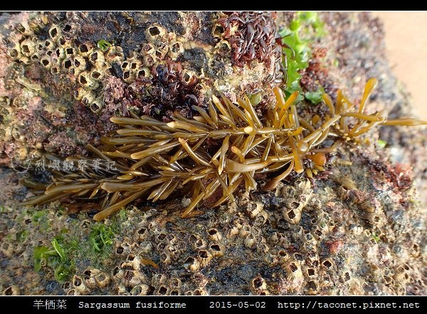 羊栖菜 Sargassum fusiforme_7.jpg