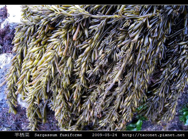 羊栖菜 Sargassum fusiforme_6.jpg