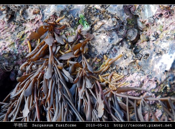 羊栖菜 Sargassum fusiforme_4.jpg