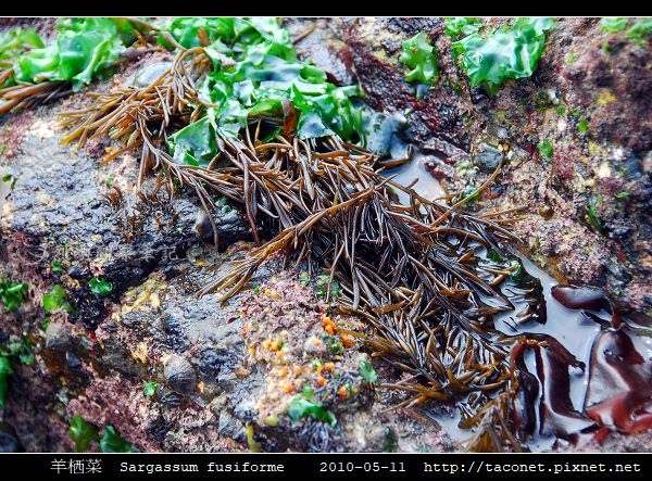 羊栖菜 Sargassum fusiforme_3.jpg