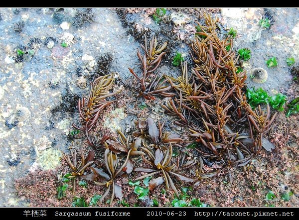 羊栖菜 Sargassum fusiforme_2.jpg