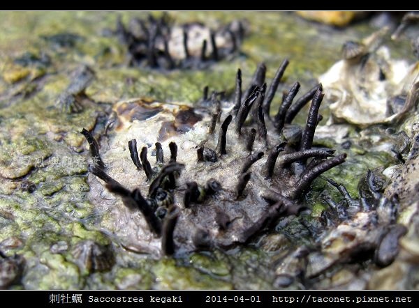 刺牡蠣 Saccostrea kegaki相簿封面