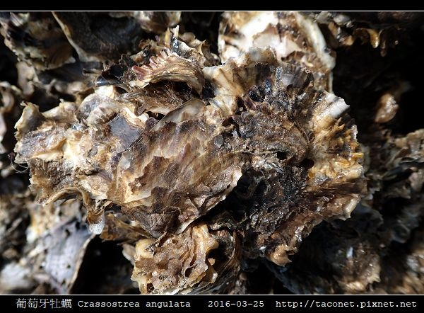 葡萄牙牡蠣 Crassostrea angulata_02.jpg
