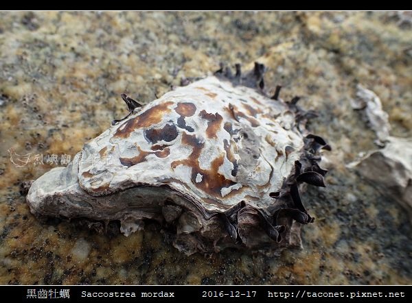 黑齒牡蠣 Saccostrea mordax_7.jpg