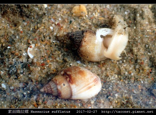 素面織紋螺 Nassarius sufflatus_04.jpg