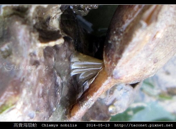 高貴海扇蛤 Chlamys nobilis_02.jpg