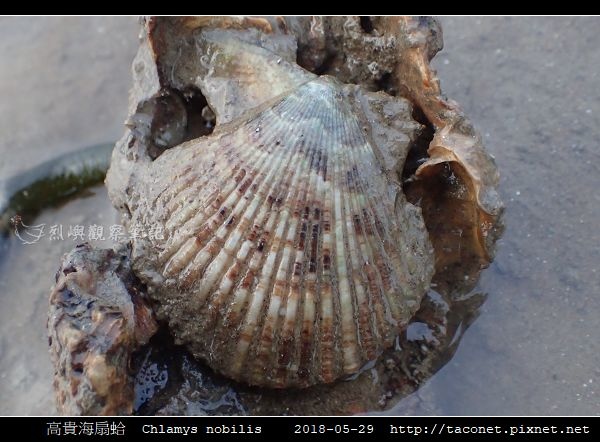 高貴海扇蛤 Chlamys nobilis_04.jpg