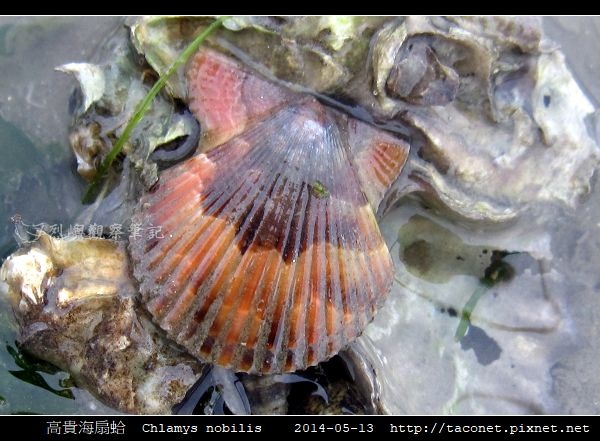 高貴海扇蛤 Chlamys nobilis_03.jpg