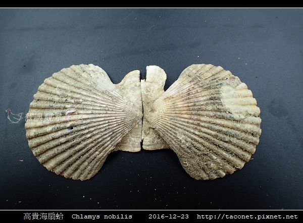 高貴海扇蛤 Chlamys nobilis_13.jpg