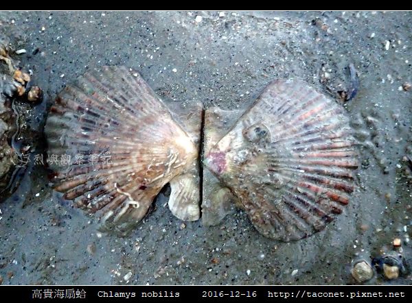 高貴海扇蛤 Chlamys nobilis_11.jpg