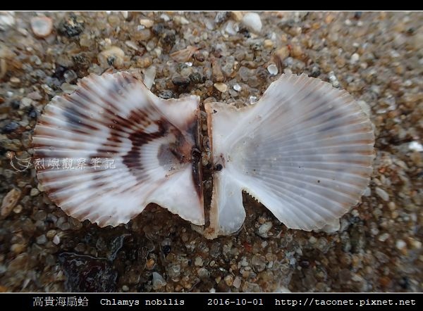 高貴海扇蛤 Chlamys nobilis_08.jpg