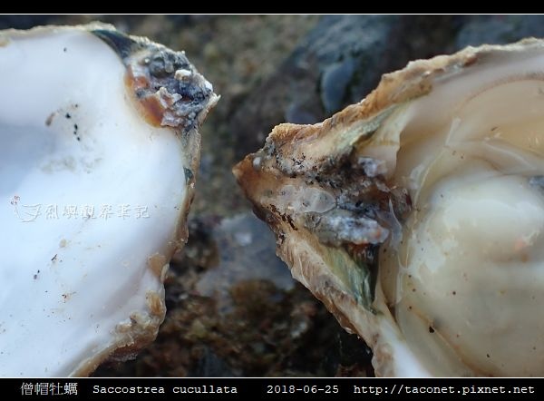 僧帽牡蠣 Saccostrea cucullata相簿封面