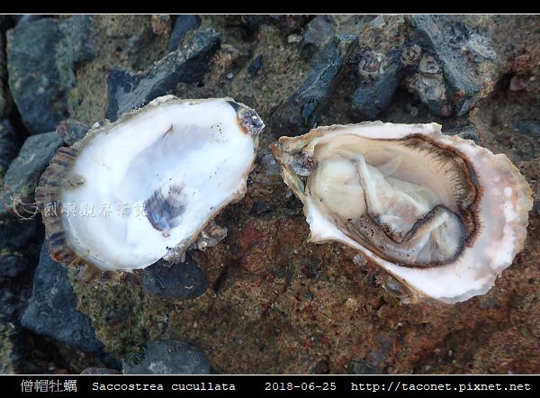 僧帽牡蠣 Saccostrea cucullata_10.jpg