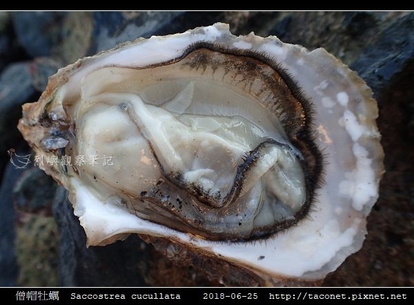 僧帽牡蠣 Saccostrea cucullata_09.jpg