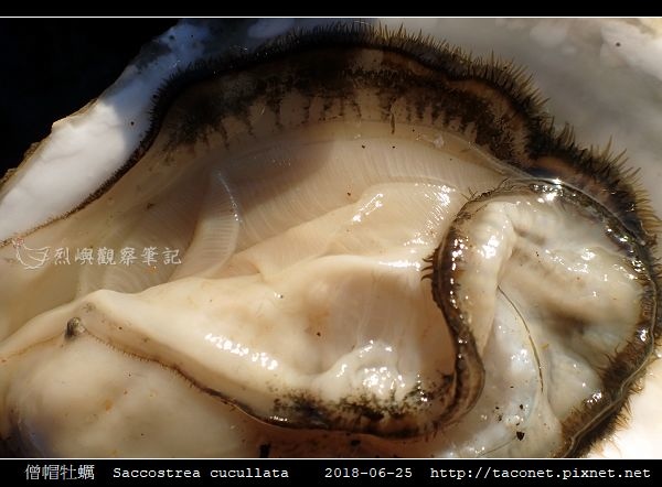 僧帽牡蠣 Saccostrea cucullata_08.jpg