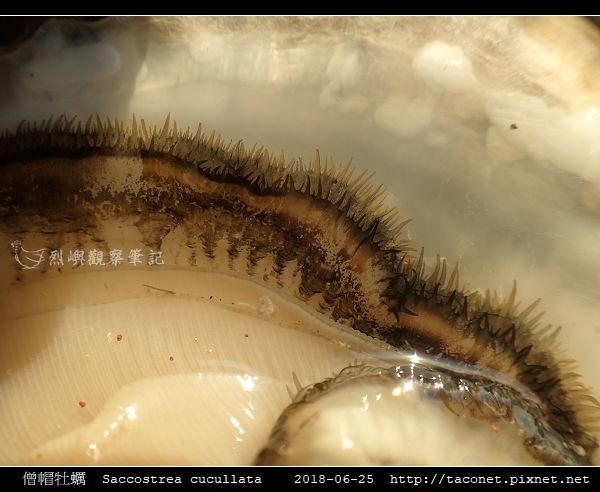 僧帽牡蠣 Saccostrea cucullata_07.jpg