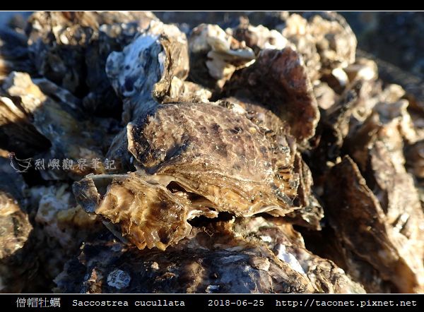 僧帽牡蠣 Saccostrea cucullata_06.jpg