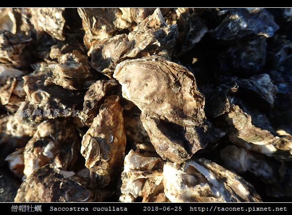 僧帽牡蠣 Saccostrea cucullata_03.jpg