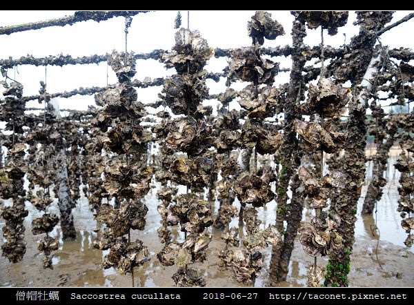 僧帽牡蠣 Saccostrea cucullata_01.jpg