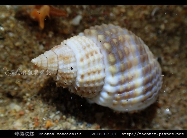 球織紋螺 Niotha conoidalis_4.jpg