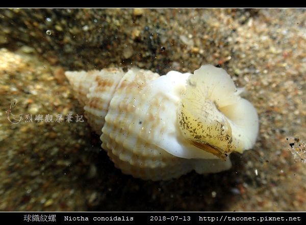 球織紋螺 Niotha conoidalis_1.jpg