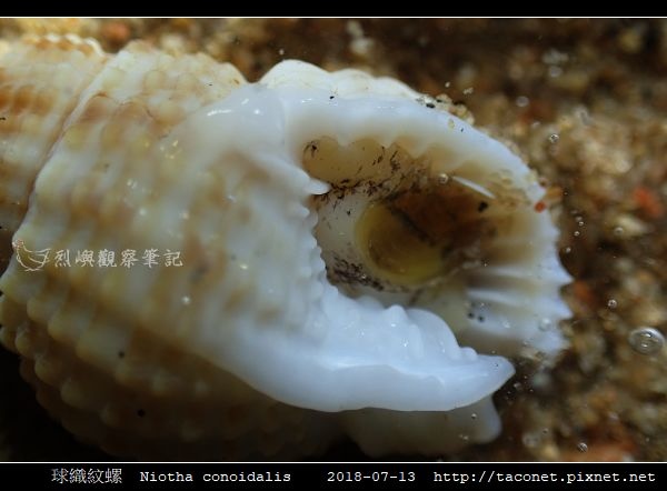 球織紋螺 Niotha conoidalis_2.jpg
