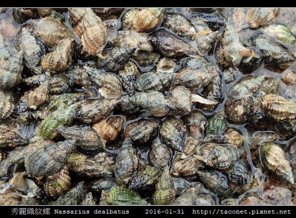 秀麗織紋螺 Nassarius dealbatus_2.jpg