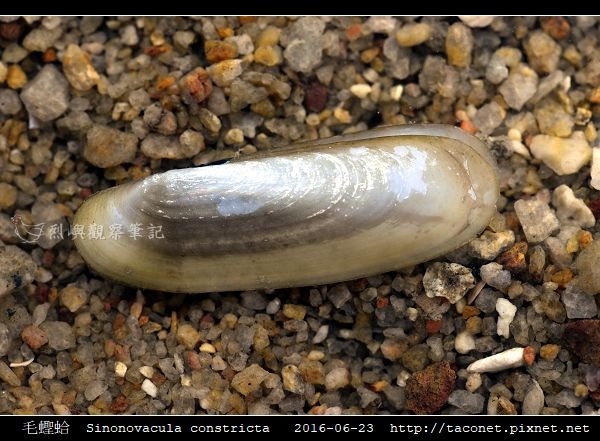 毛蟶蛤 Sinonovacula constricta_7.jpg