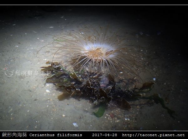 蕨形角海葵 Cerianthus filiformis_07.jpg
