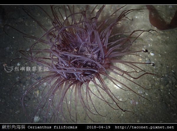 蕨形角海葵 Cerianthus filiformis_06.jpg