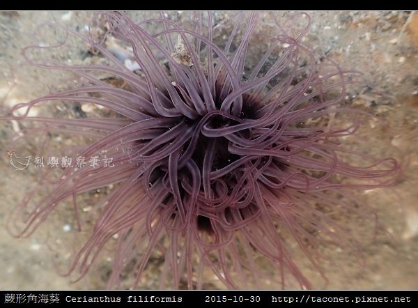 蕨形角海葵 Cerianthus filiformis_15.jpg