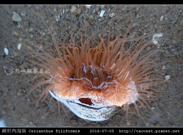 蕨形角海葵 Cerianthus filiformis_10.jpg