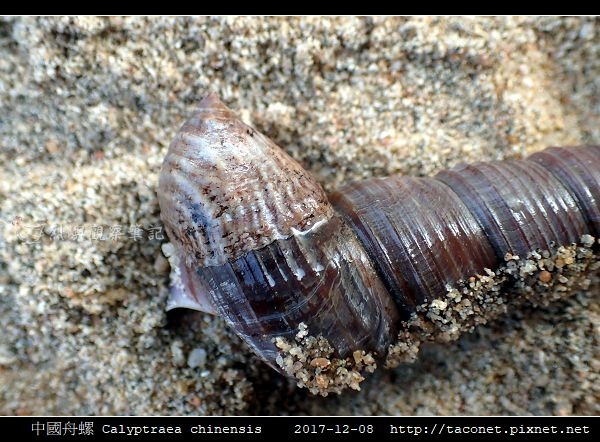 中國舟螺 Calyptraea chinensis_8.jpg