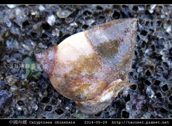 中國舟螺 Calyptraea chinensis_1.jpg