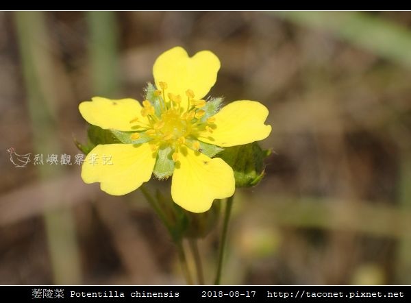 萎陵菜 Potentilla chinensis_16.jpg