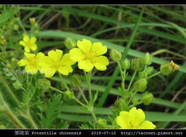 萎陵菜 Potentilla chinensis_06.jpg