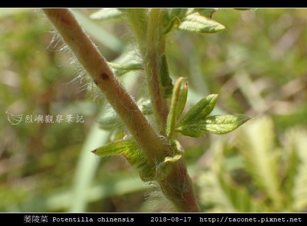 萎陵菜 Potentilla chinensis_14.jpg