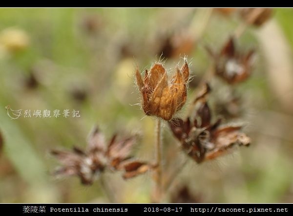 萎陵菜 Potentilla chinensis_11.jpg