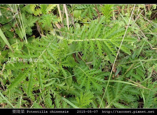 萎陵菜 Potentilla chinensis_09.jpg