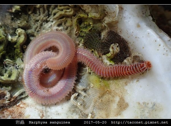 岩蟲 Marphysa sanguinea_07.jpg