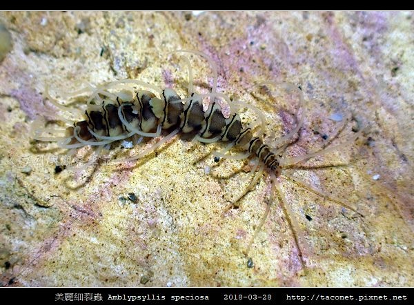 美麗細裂蟲 Amblypsyllis speciosa_1.jpg