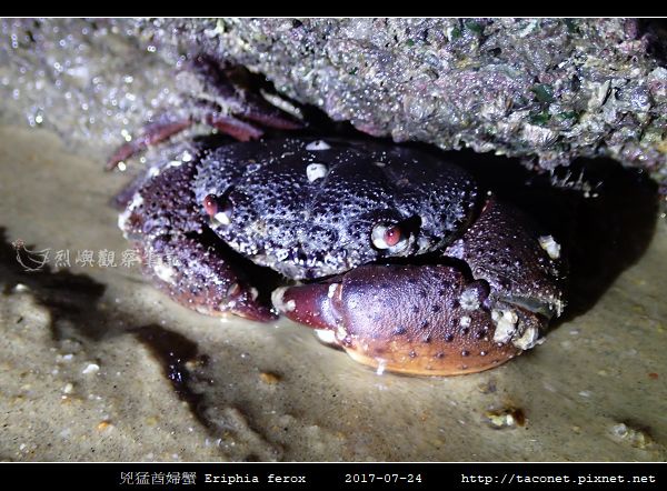 兇猛酋婦蟹 Eriphia ferox (10).jpg