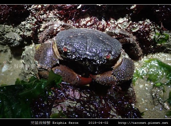 兇猛酋婦蟹 Eriphia ferox (1).jpg