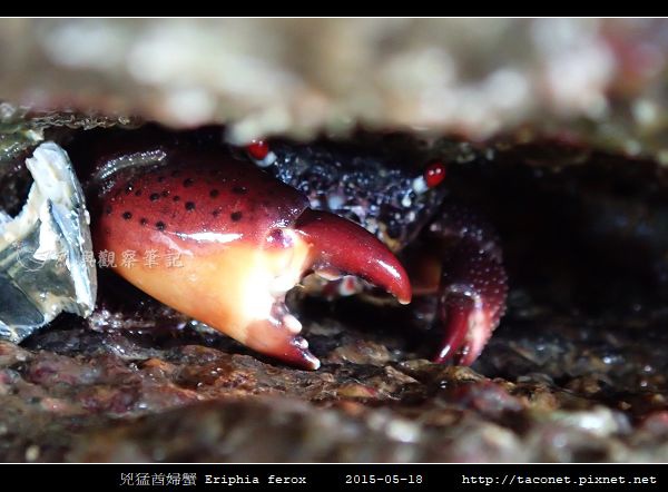 兇猛酋婦蟹 Eriphia ferox (7).jpg