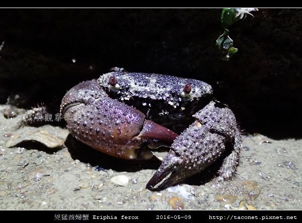 兇猛酋婦蟹 Eriphia ferox (6).jpg